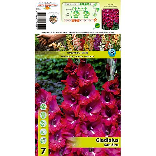 Großblumige Gladiole San Siro interface.image 1 interface.art 70400