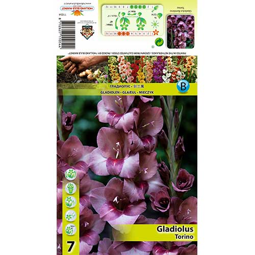 Großblumige Gladiole Torino interface.image 1 interface.art 70404