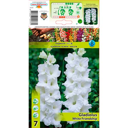 Großblumige Gladiole White Friendship interface.image 1 interface.art 76589
