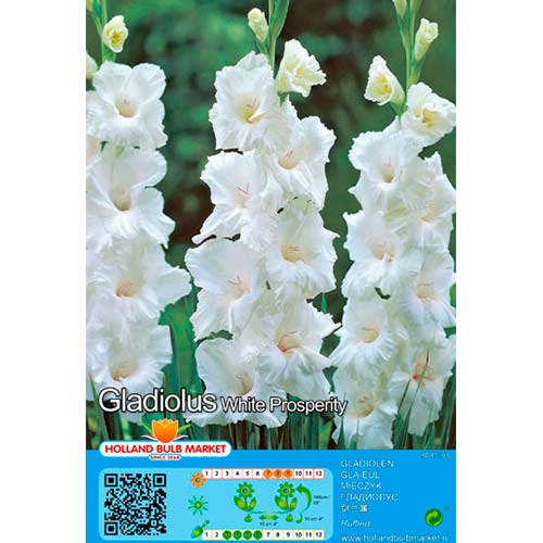 Großblumige Gladiole White Prosperity interface.image 1 interface.art 70466