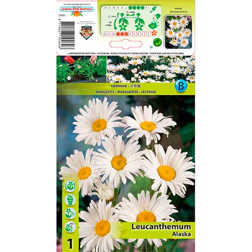Großblumige Margerite Alaska interface.image 1 interface.art 76612