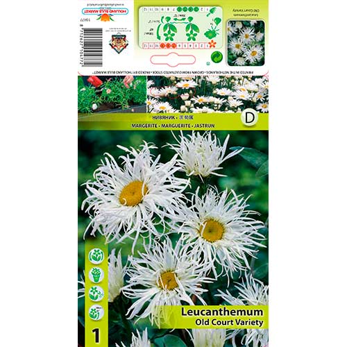 Großblumige Margerite Old Court Variety interface.art Bild 1 Großblumige Margerite Old Court Variety interface.image 1 interface.art 76613