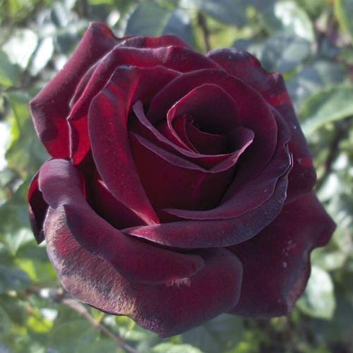 Großblumige Rose Black Madonna interface.art Bild 1 Großblumige Rose Black Madonna interface.image 1 interface.art 6222