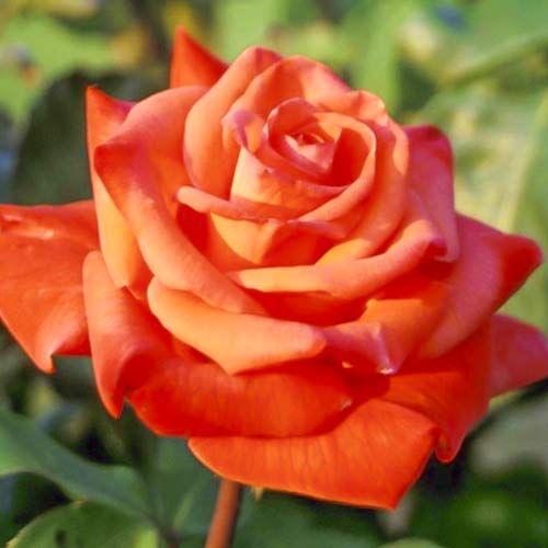 Großblumige Rose Christoph Columbus interface.art Bild 1 Großblumige Rose Christoph Columbus interface.image 1 interface.art 6224