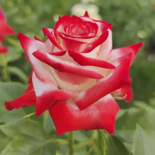 Großblumige Rose Empress Farah interface.art Bild 1 Großblumige Rose Empress Farah interface.image 1 interface.art 6226