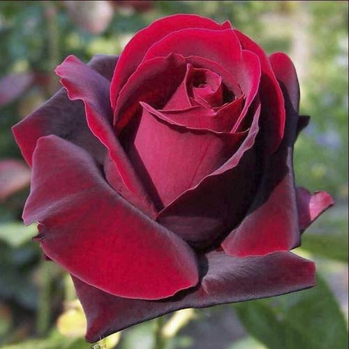 Großblumige Rose Grand Gala interface.art Bild 1 Großblumige Rose Grand Gala interface.image 1 interface.art 6231