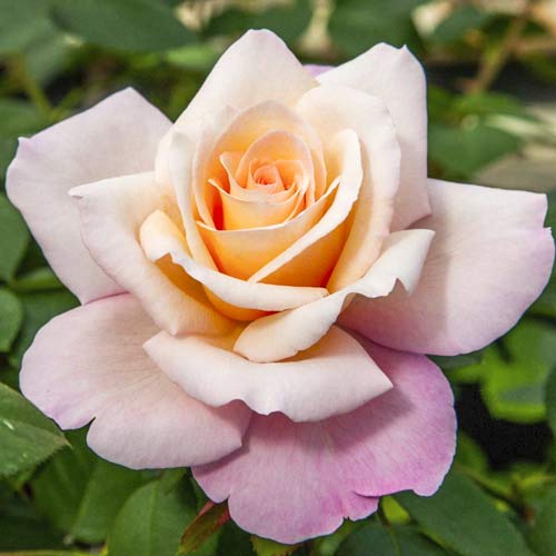 Großblumige Rose Meilampario interface.art Bild 1 Großblumige Rose Meilampario interface.image 1 interface.art 6237