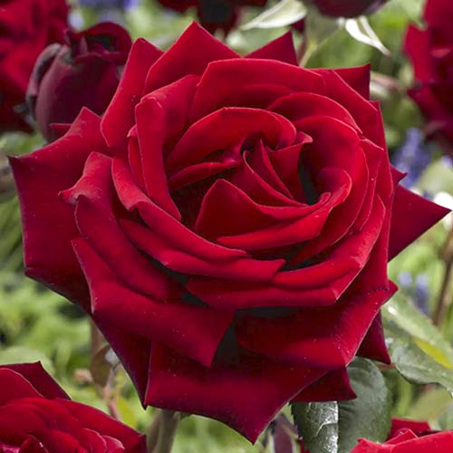 Großblumige Rose Mister Lincoln interface.art Bild 1 Großblumige Rose Mister Lincoln interface.image 1 interface.art 6238