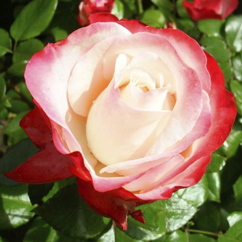 Großblumige Rose Nostalgia interface.art Bild 1 Großblumige Rose Nostalgia interface.image 1 interface.art 6239