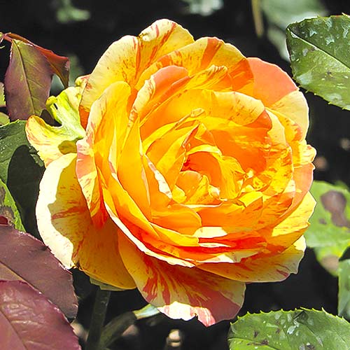 Großblumige Rose Rainbow Niagara interface.art Bild 1 Großblumige Rose Rainbow Niagara interface.image 1 interface.art 6242