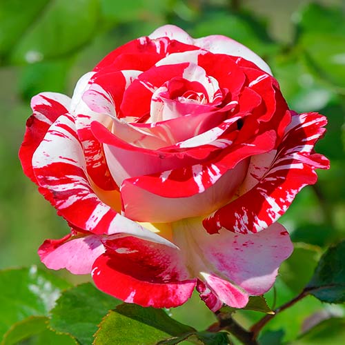 Großblumige Rose Rock & Roll ®, C5 interface.art Bild 1 Großblumige Rose Rock & Roll ®, C5 interface.image 1 interface.art 5699