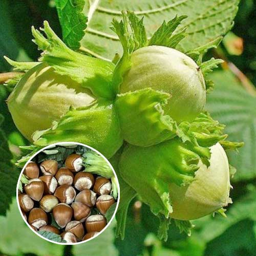 Haselnuss Barcelonski, С2 interface.image 1 interface.art 7037