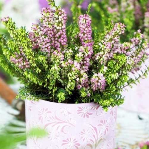 Heidekraut Darley Dale interface.image 1 interface.art 5596