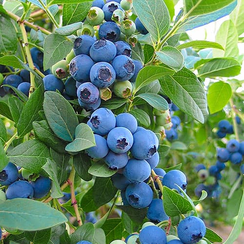 Heidelbeere Bluegold, P9 interface.image 1 interface.art 9323