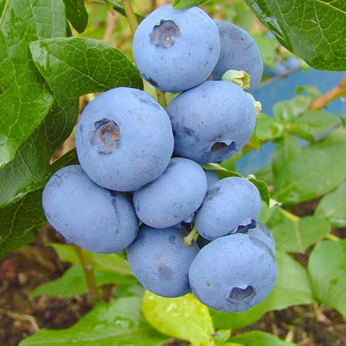 Heidelbeere Bonus interface.art Bild 1 Heidelbeere Bonus interface.image 1 interface.art 9325