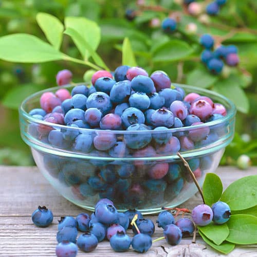 Heidelbeere Brigitta, P9 interface.image 1 interface.art 9292