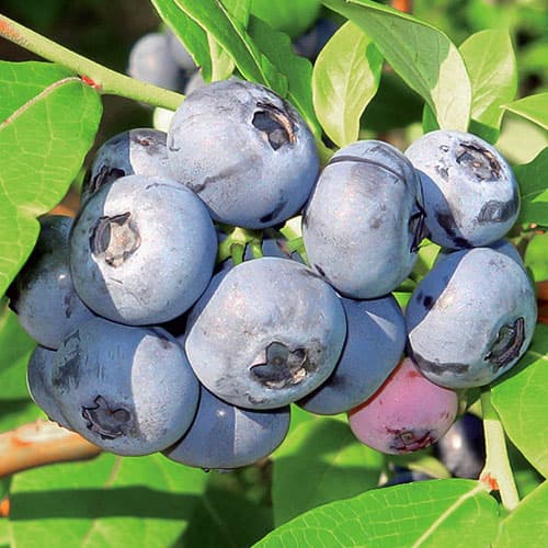 Heidelbeere Chandler, P9 interface.image 1 interface.art 9299