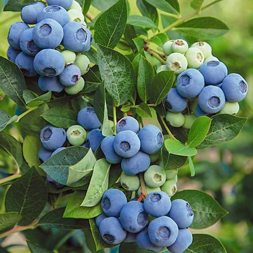 Heidelbeere Denis Blue interface.art Bild 1 Heidelbeere Denis Blue interface.image 1 interface.art 9220