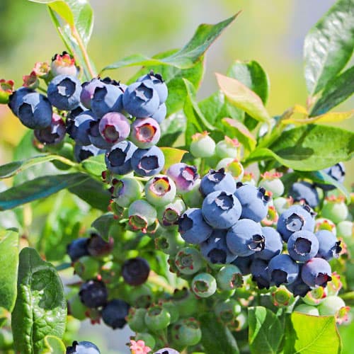 Heidelbeere Duke, P9 interface.image 1 interface.art 9216