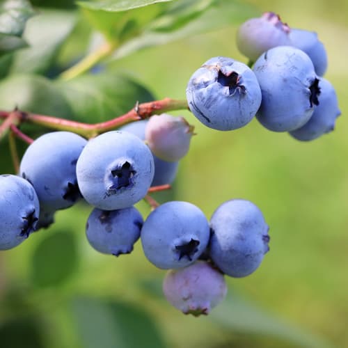 Heidelbeere Early Blue, P9 interface.image 1 interface.art 9301