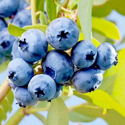 Heidelbeere Elizabeth, P9 interface.image 1 interface.art 9300