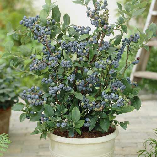 Heidelbeere Northland, С7 interface.image 1 interface.art 7716