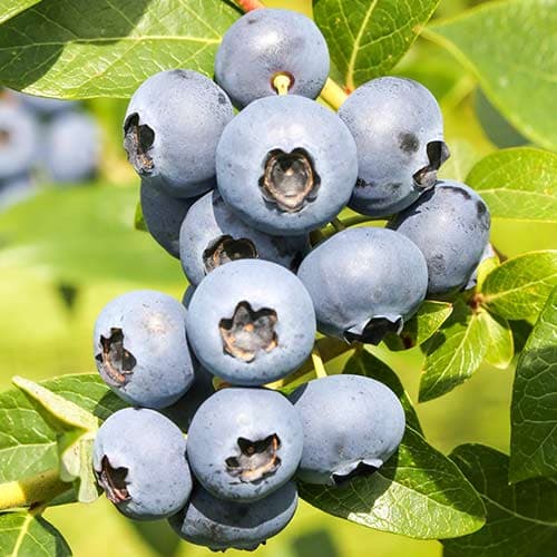 Heidelbeere Reka interface.art Bild 1 Heidelbeere Reka interface.image 1 interface.art 9326