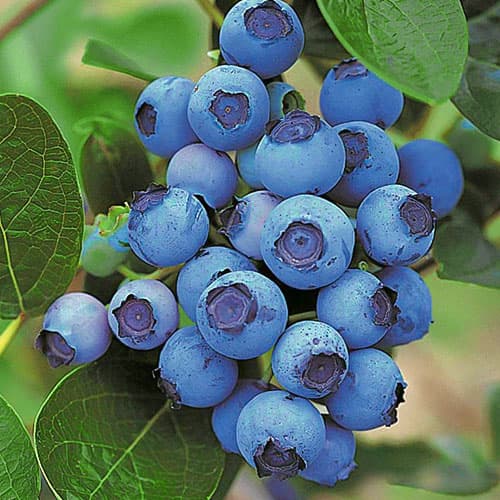 Heidelbeere Spartan, P9 interface.image 1 interface.art 9297