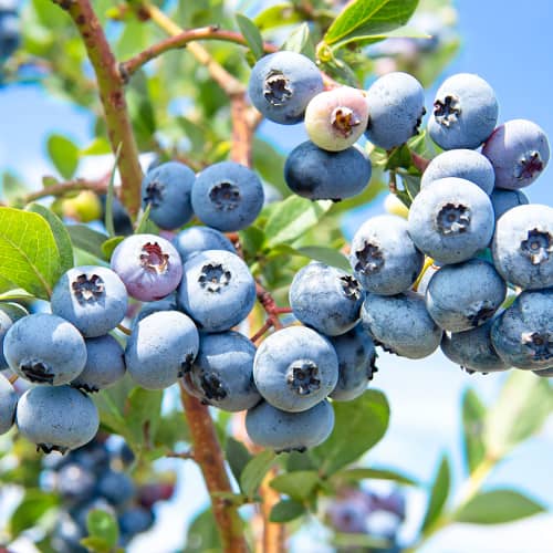 Heidelbeere Sweetheart, P9 interface.image 1 interface.art 1581