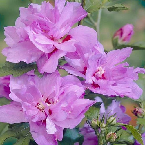 Hibiskus Ardens, P9 interface.art Bild 1 Hibiskus Ardens, P9 interface.image 1 interface.art 9019