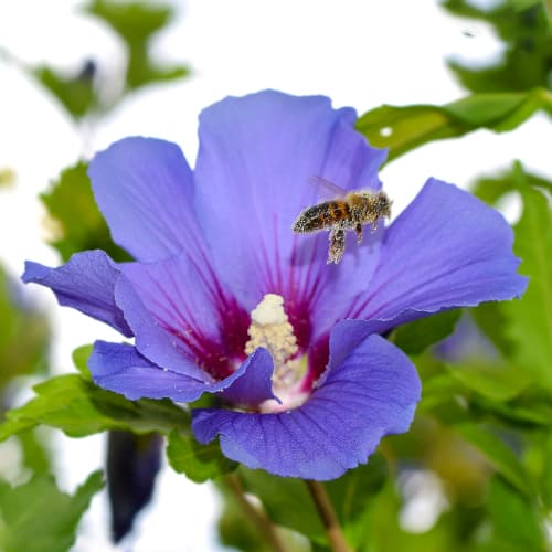 Hibiskus Oiseau Blue, P9 interface.art Bild 1 Hibiskus Oiseau Blue, P9 interface.image 1 interface.art 4047