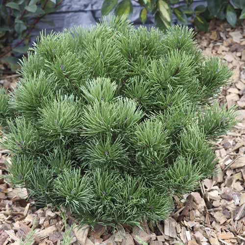 Himalaya-Kiefer Pumillio, C2 interface.image 1 interface.art 7748