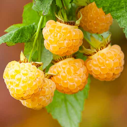 Himbeere All Gold (Ernte 2 Mal im Jahr) interface.image 1 interface.art 7699