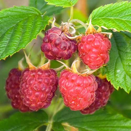 Himbeere Brandywine interface.image 1 interface.art 5837