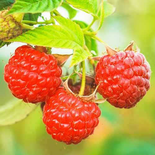 Himbeere Dorman Red interface.art Bild 1 Himbeere Dorman Red interface.image 1 interface.art 5838