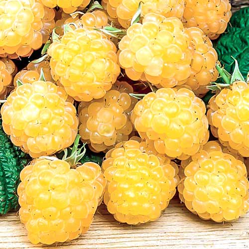 Himbeere Fall Gold interface.image 1 interface.art 7618