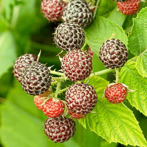 Himbeere Glen Coe interface.image 1 interface.art 7548