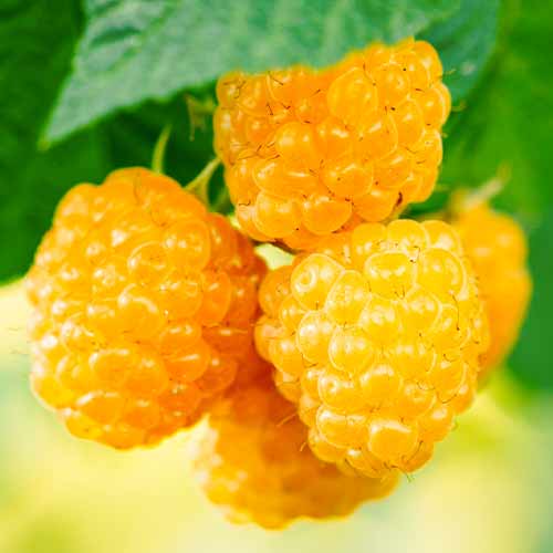 Himbeere Golden Everest, Р9 interface.image 1 interface.art 5840