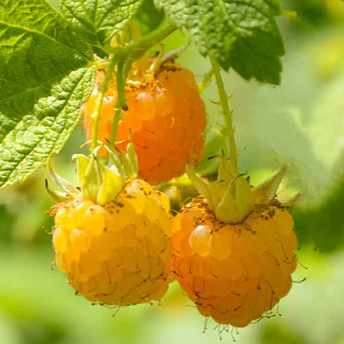 Himbeere Golden Queen (Ernte 2 Mal im Jahr), Р9 interface.image 1 interface.art 7608