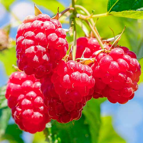 Himbeere Malling Promise interface.art Bild 1 Himbeere Malling Promise interface.image 1 interface.art 5841