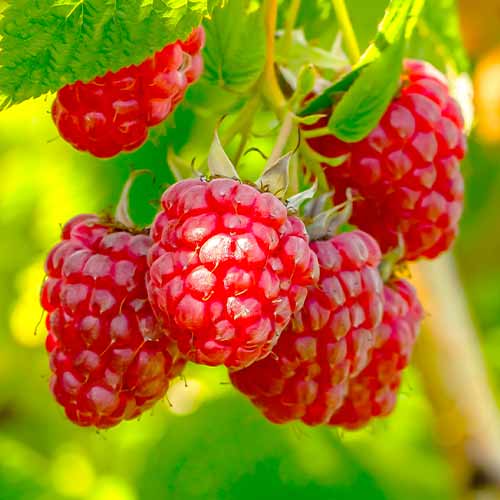 Himbeere Polka (Ernte 2 Mal im Jahr), Р9 interface.art Bild 1 Himbeere Polka (Ernte 2 Mal im Jahr), Р9 interface.image 1 interface.art 7545