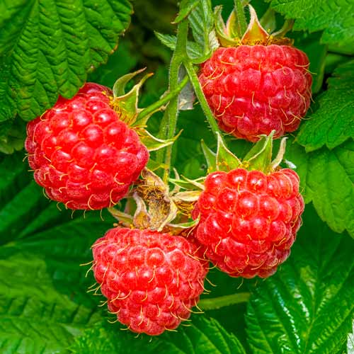 Himbeere Willamette interface.image 1 interface.art 7617