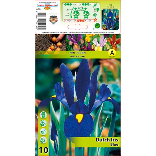 Holländische Iris Blau interface.image 1 interface.art 67602