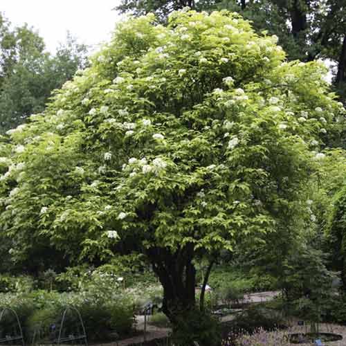 Holunder Aurea, C3 interface.art Bild 1 Holunder Aurea, C3 interface.image 1 interface.art 8576