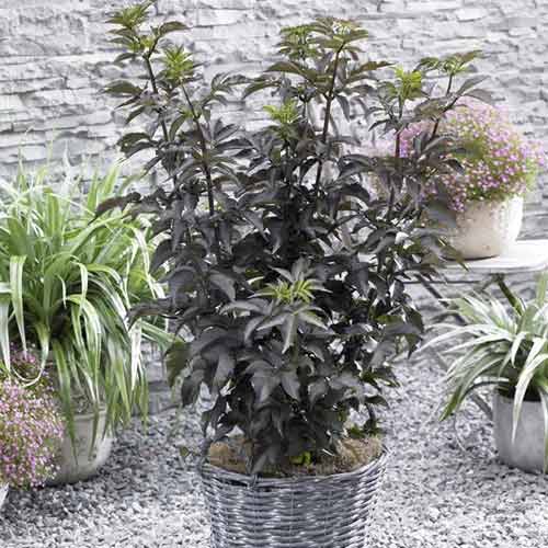 Holunder Black Tower PBR, C5 interface.art Bild 1 Holunder Black Tower PBR, C5 interface.image 1 interface.art 8577