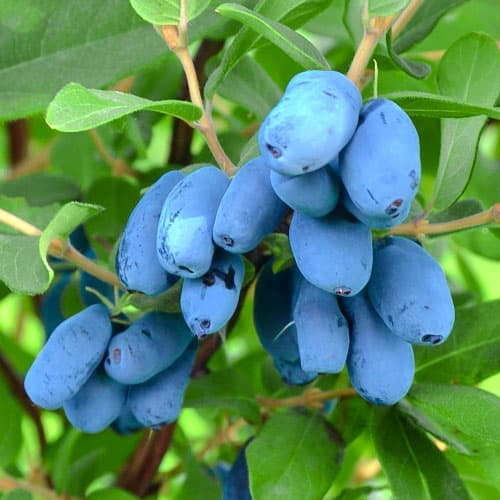 Honigbeere Altaj interface.image 1 interface.art 9271