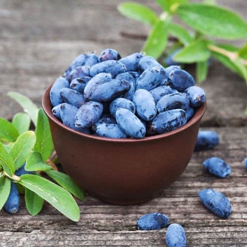 Honigbeere Aurora, P9 interface.image 1 interface.art 1584