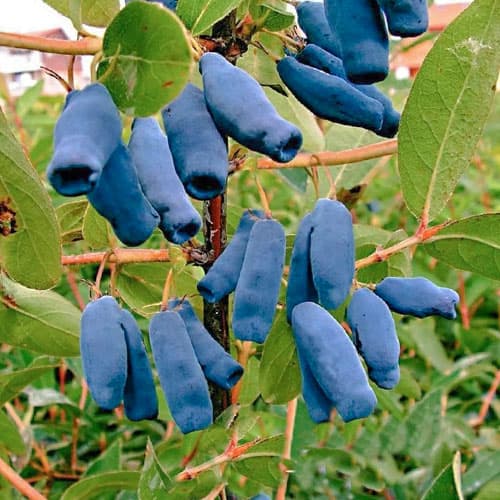 Honigbeere Duet, P9 interface.image 1 interface.art 9227