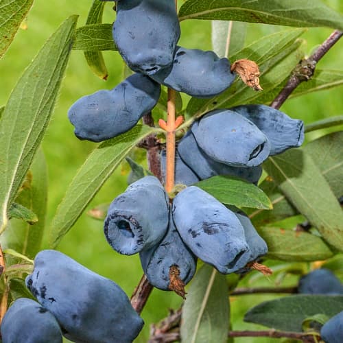 Honigbeere Honeybee, P9 interface.image 1 interface.art 1586