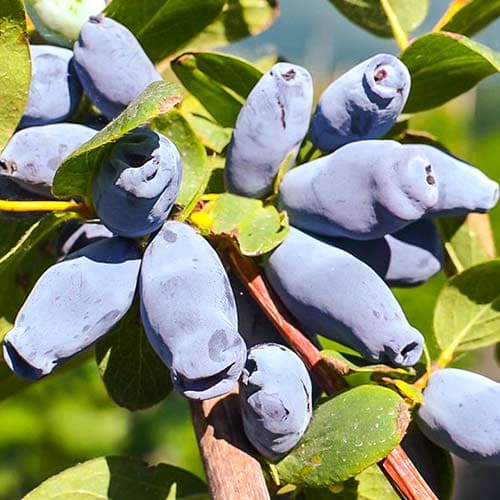 Honigbeere Jolanta interface.art Bild 1 Honigbeere Jolanta interface.image 1 interface.art 9330